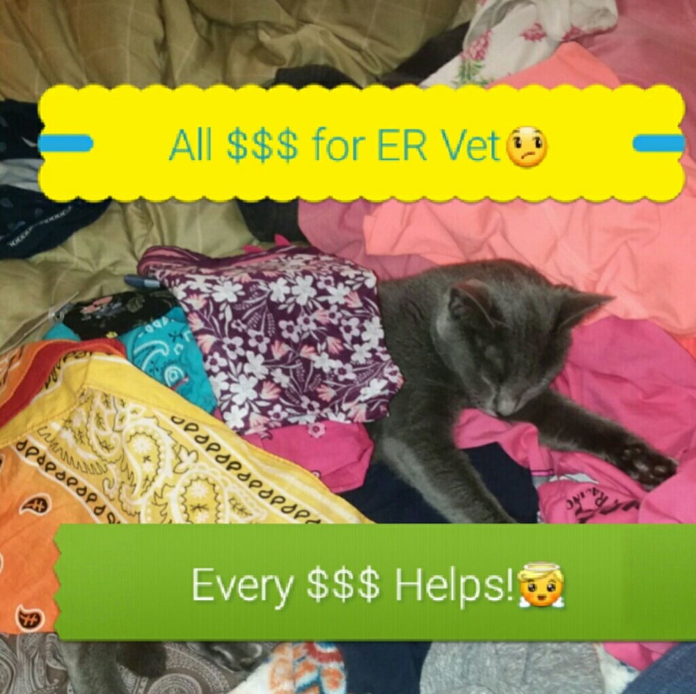All sales are for the unexpected ER Vet Bill😓 - Picture 1 of 4
